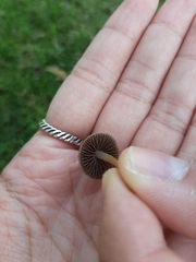 Fungi
