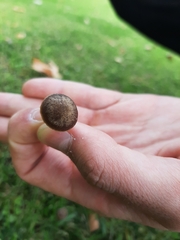 Fungi