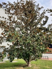Magnolia grandiflora