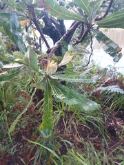 Banksia serrata