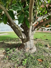 Magnolia grandiflora