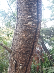 Banksia serrata