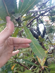 Banksia serrata