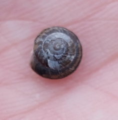 Xeroplexa intersecta