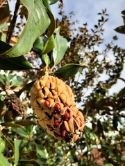 Magnolia grandiflora