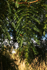 Acacia amythethophylla image