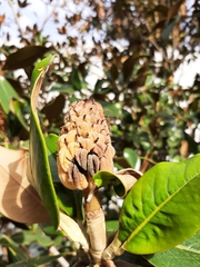 Magnolia grandiflora
