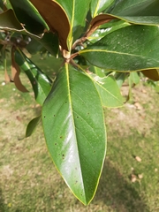 Magnolia grandiflora