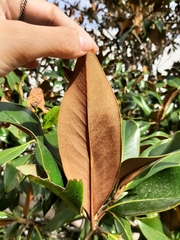 Magnolia grandiflora