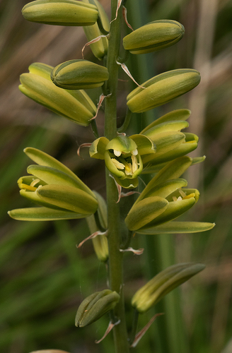 Albuca abyssinica image