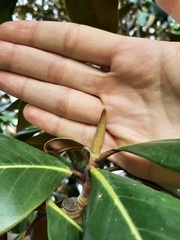Magnolia grandiflora