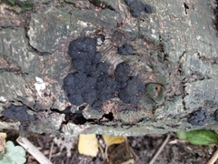 Jackrogersella multiformis