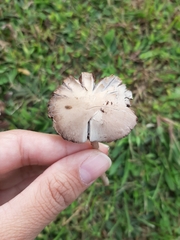 Agaricineae