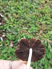 Agaricineae