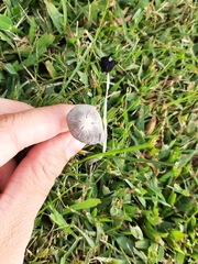 Agaricineae