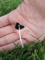 Agaricineae