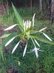 Crinum pedunculatum