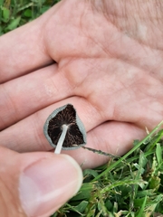 Agaricineae