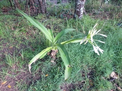 Crinum pedunculatum