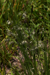 Eragrostis hispida image