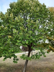 Tilia platyphyllos