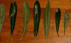 Banksia serrata