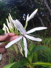 Crinum pedunculatum