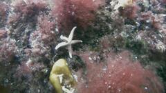 Asterias rubens