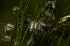 Eragrostis hispida image