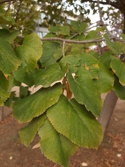 Tilia platyphyllos
