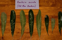 Banksia serrata