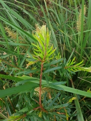 Banksia collina