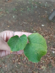 Tilia platyphyllos