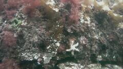 Marthasterias glacialis