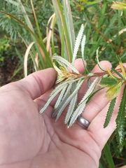 Banksia collina