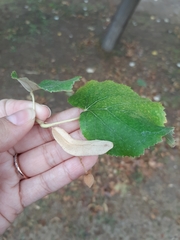 Tilia platyphyllos
