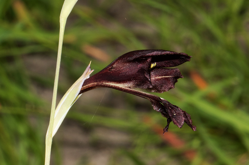 Gladiolus image