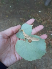Tilia platyphyllos