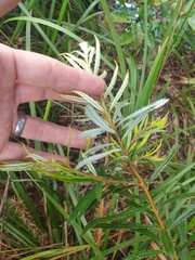 Banksia collina