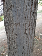 Tilia platyphyllos