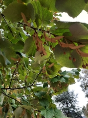 Tilia platyphyllos