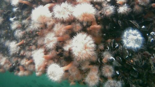 Plumose Anemone