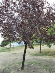 Prunus cerasifera