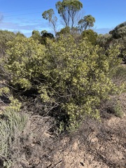 Geijera linearifolia