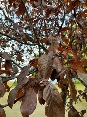 Prunus cerasifera