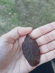Prunus cerasifera