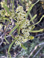 Geijera linearifolia