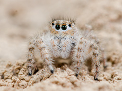 Marusyllus coreanus