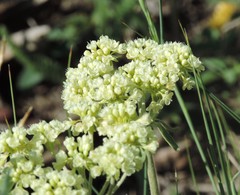 Oligogonum