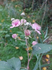 Rubus armeniacus